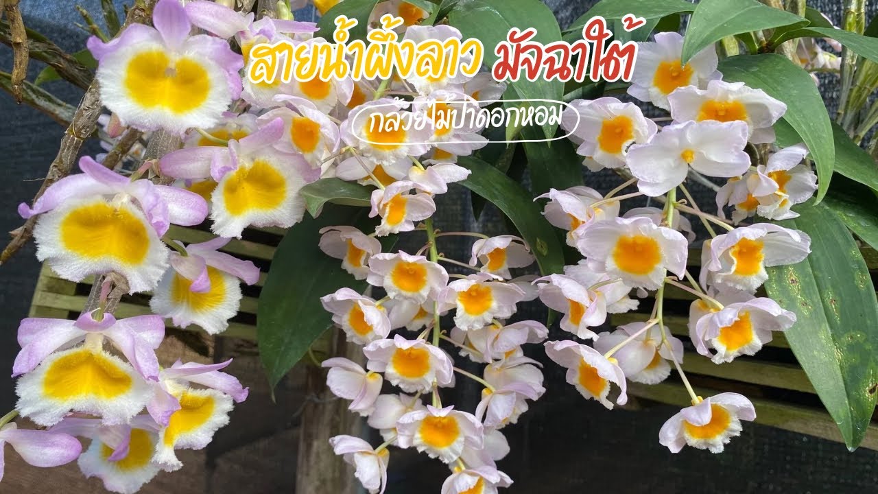 มัจฉาใต้&สายน้ำผึ้งลาว ดอกสวย กลิ่นหอมแรง กล้วยไม้ป่าพันธุ์แท้น่าเลี้ยง #กล้วยไม้ #orchid #thailand 