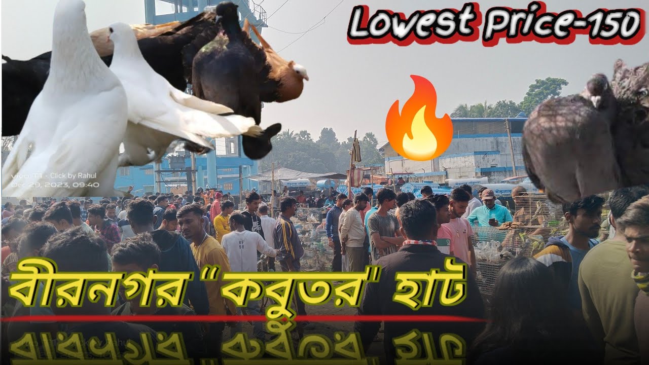 বীরনগর পায়রার হাট। Birnagar#Pigeon# Market. নদীয়া জেলার সব থেকে বড় পায়রার হাট 🔥।