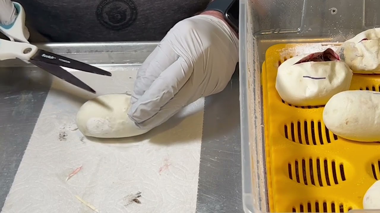Egg Cutting GeneX Yellow Belly Pied