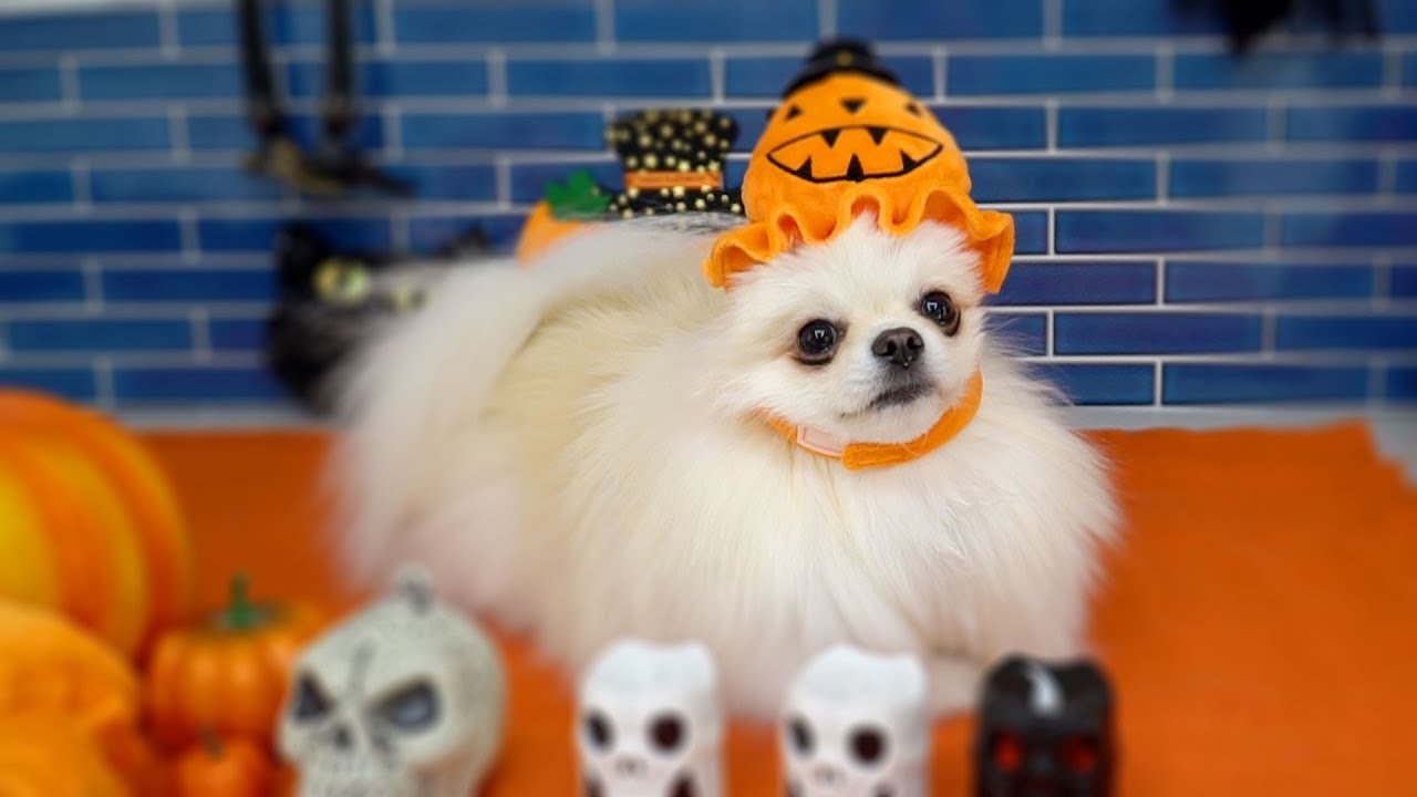 귀여워서 행복해지는 영상 :) A video that makes you happy with its cuteness :) The Pomeranian Heaven