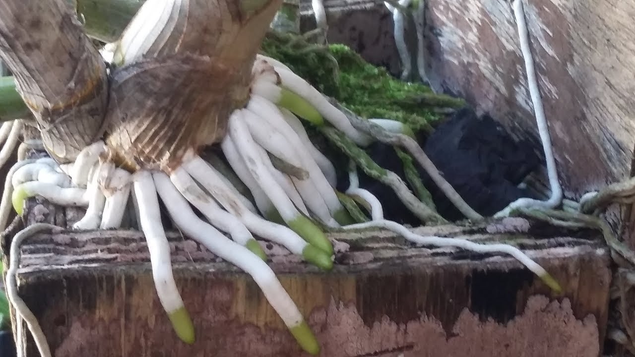 QUER SUAS ORQUÍDEAS COM RAÍZES ASSIM ??! ASSISTA A ESSE VÍDEO ...