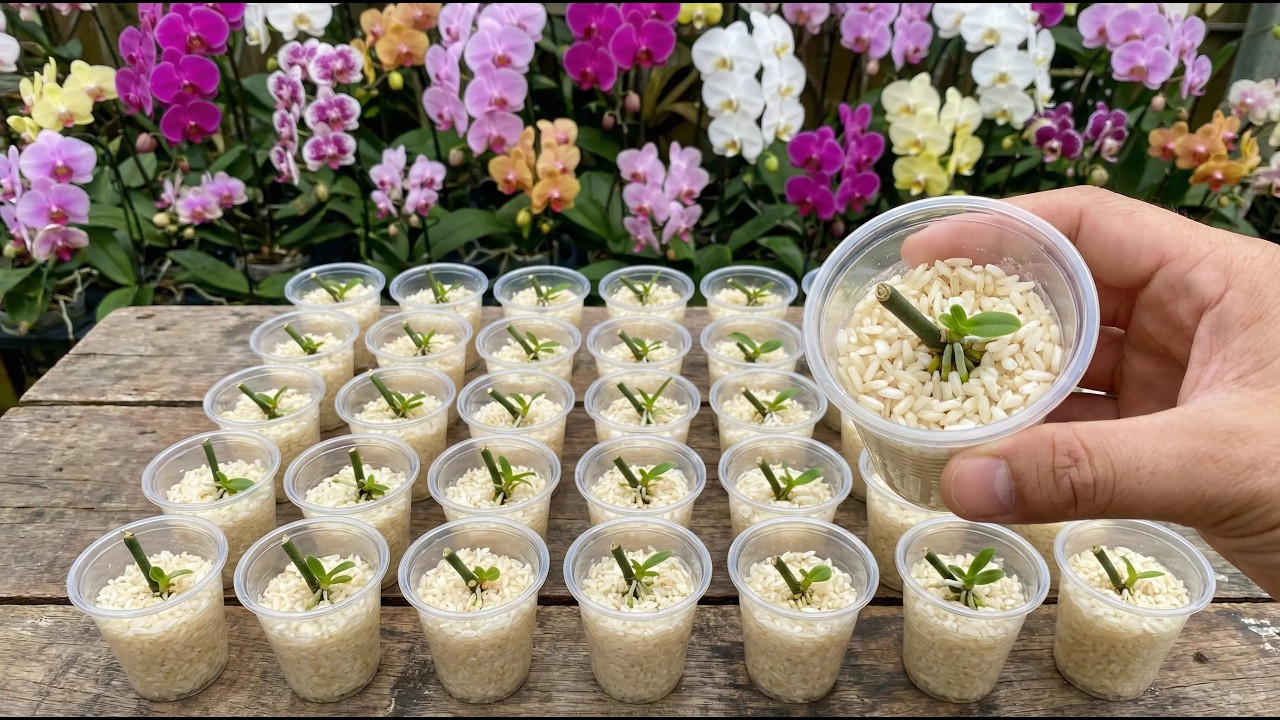 Just rice! Orchid cuttings will instantly take root and sprout overnight.