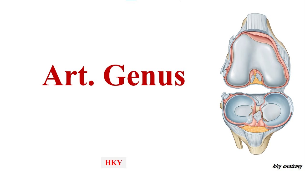12- Art. Genus - Diz Eklemi