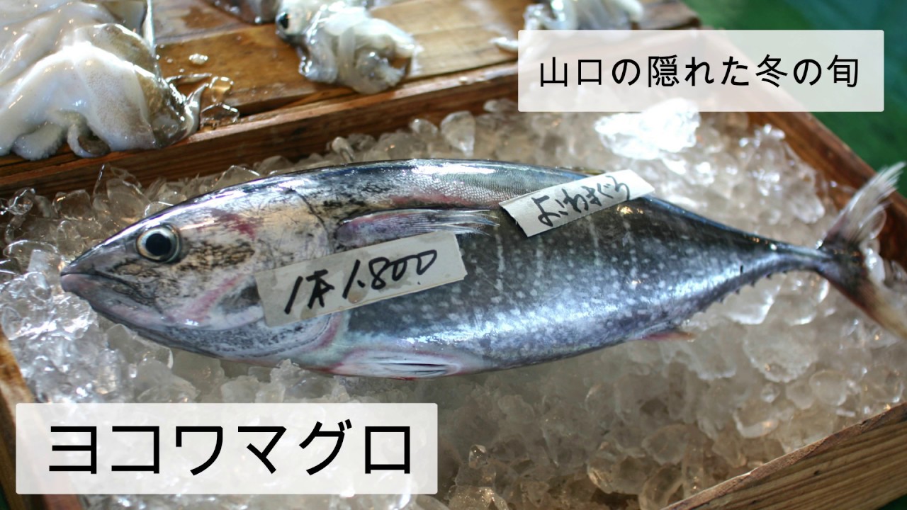 山口冬会席　【てしま旅館+猫庭】