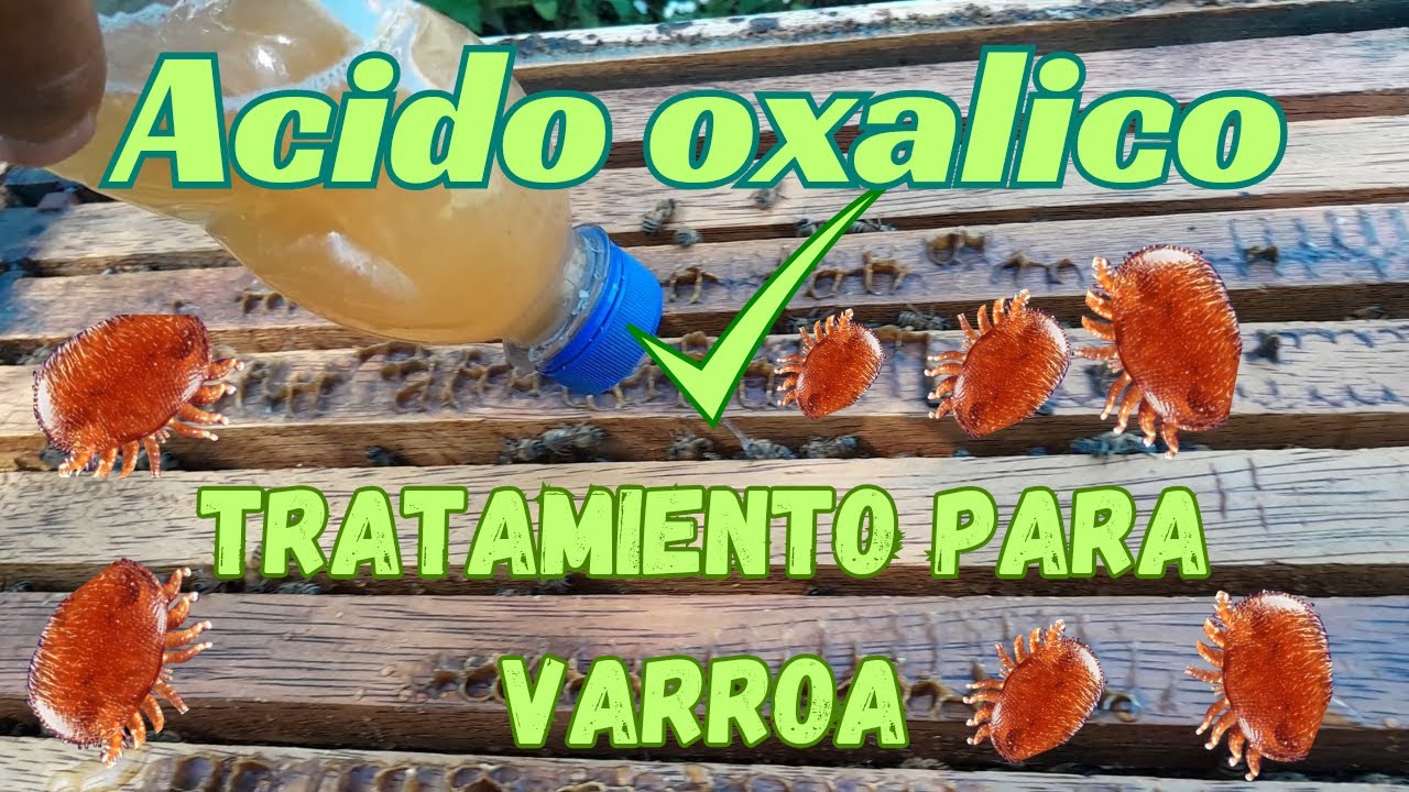 tratamiento de varroa con acido oxálico