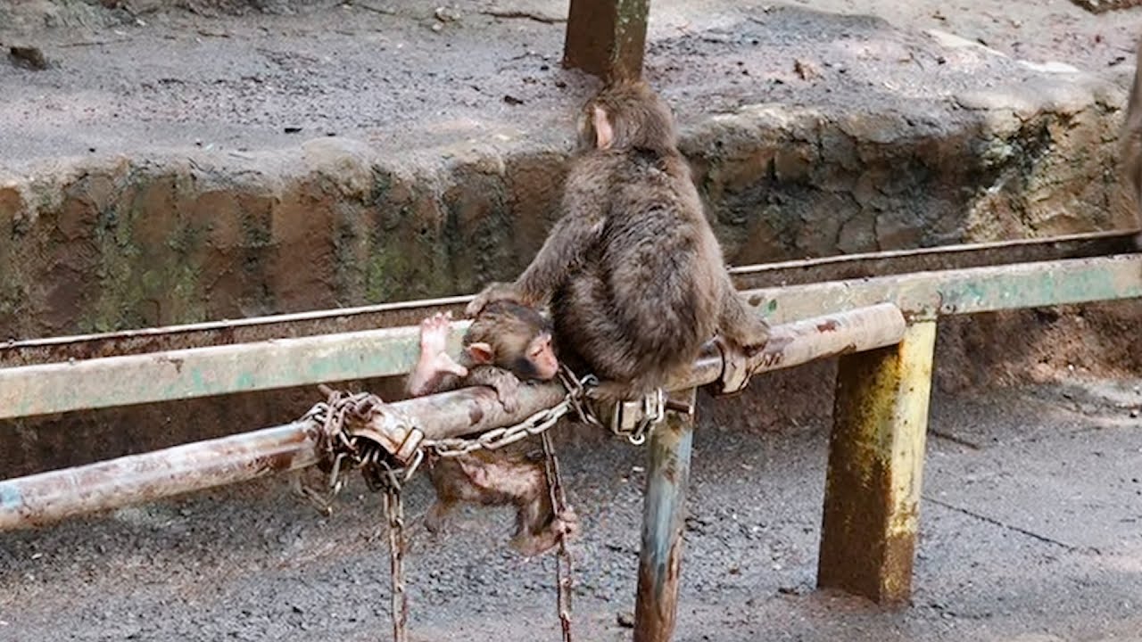 高尾山さる園のケチャップくんとムツキくん
