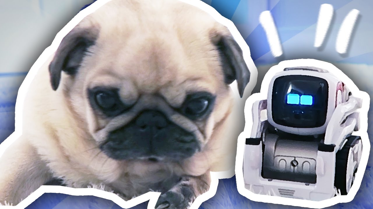 COZMO THE ROBOT MEETS THE PUGS!!!