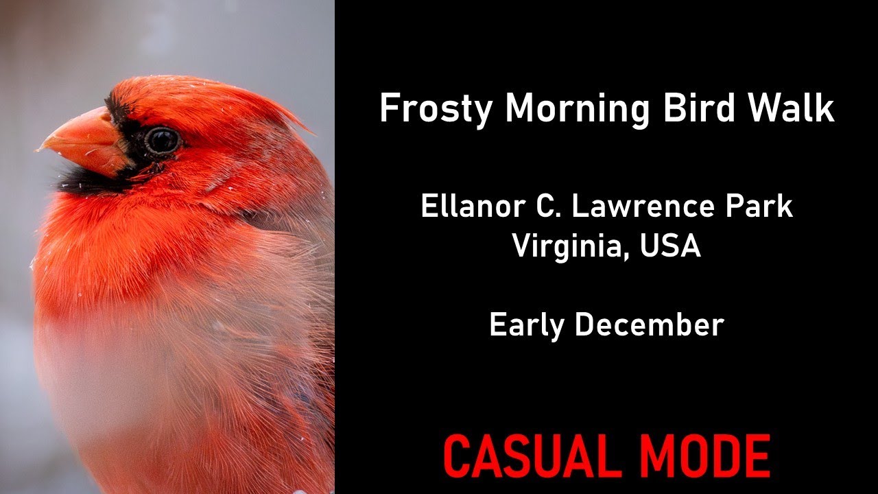 You Go Birding on a Frosty Morning! (Casual Mode) | Virtual Birding