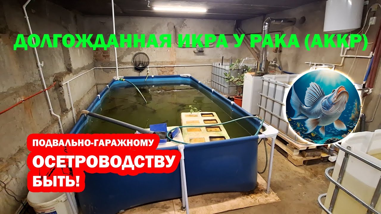 Осетроводство без вложений в условиях подвала на 25 кв.м. УЗВ Форель и осетр (с еврокубами)