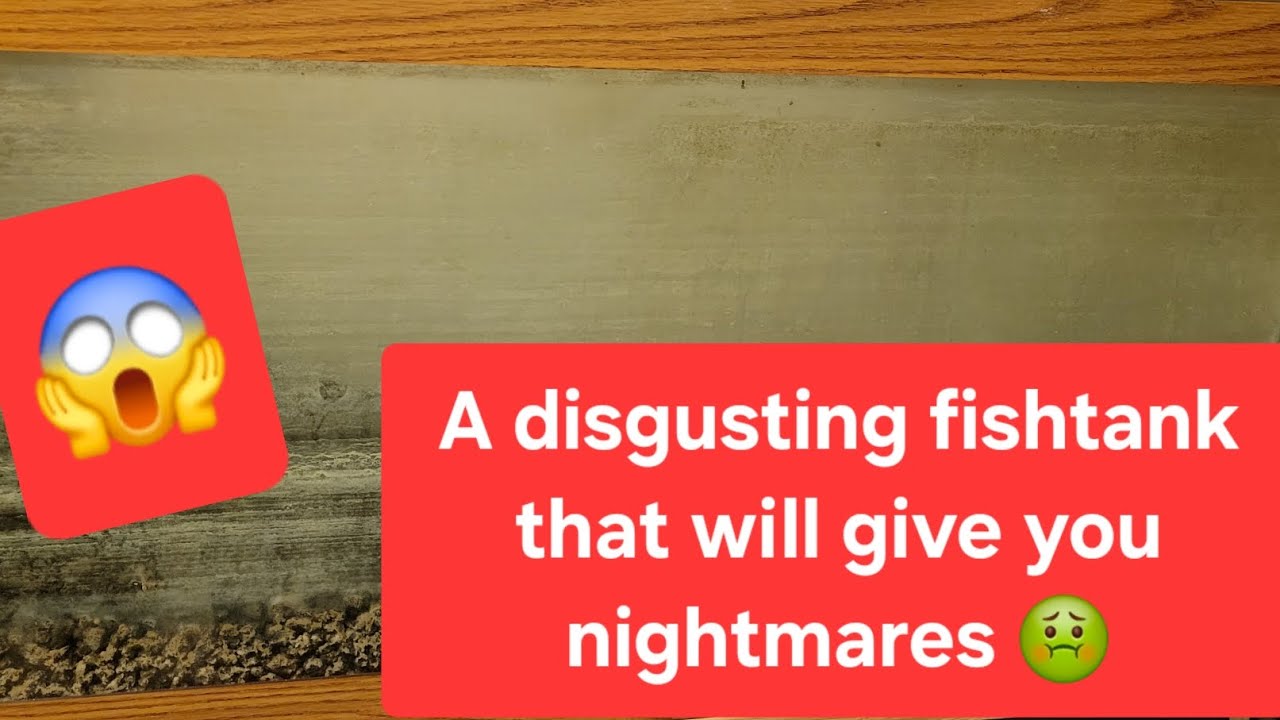 WARNING:The MOST FILTHY fish tank I've ever seen... can I save it?