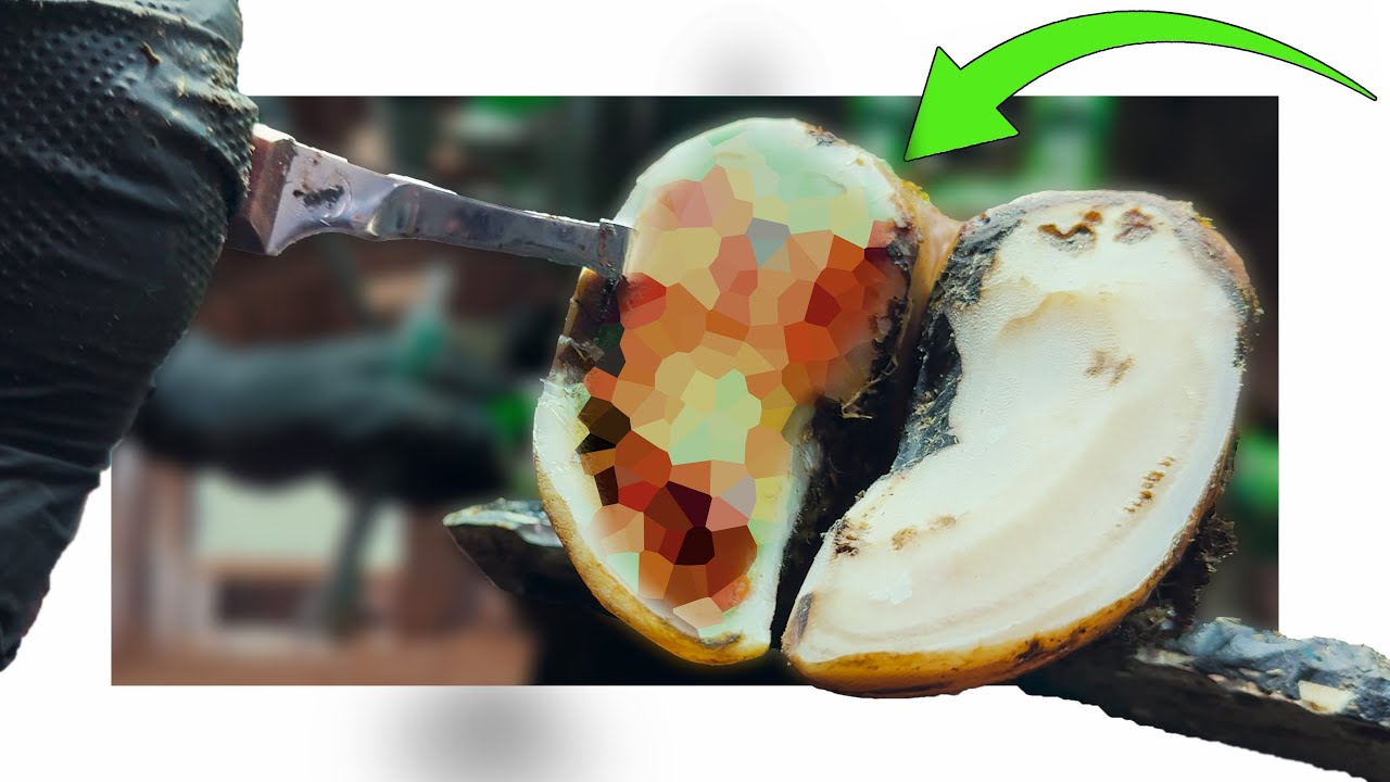 the MOST INCREDIBLE transformation of a HUGE hoof problem
