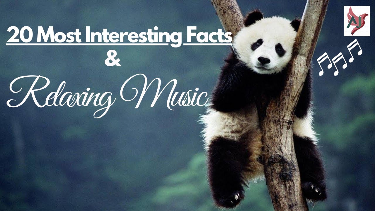 20 Most Interesting Facts & Soft Relaxing Music 🎧 for Deep Sleep, Study, Meditation ♪🎶