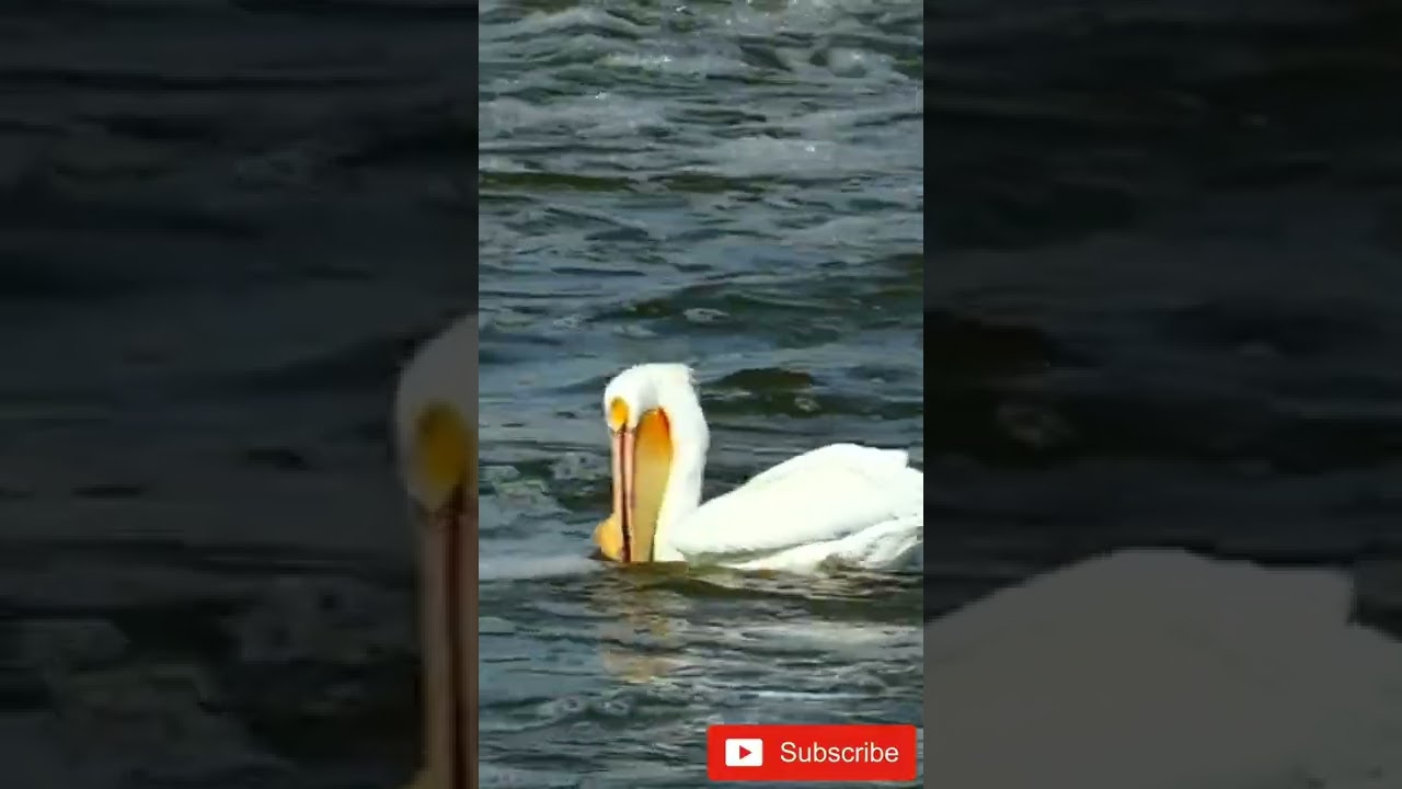 American white pelican hunting fish #shorts