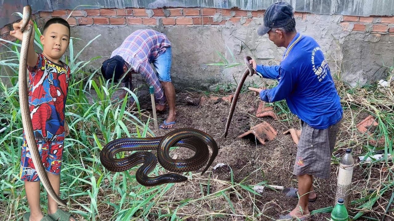 Thu hoạch hầm rắn hổ hành khủng ăn tết cả nhà ơi