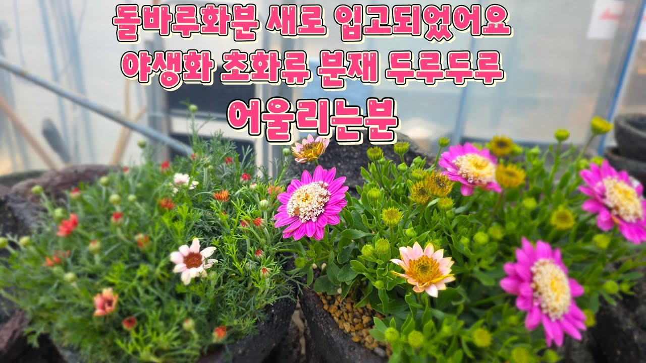 돌가루화분재입고 가성비도 멋스러움도 함께하세요   010-5000-4336