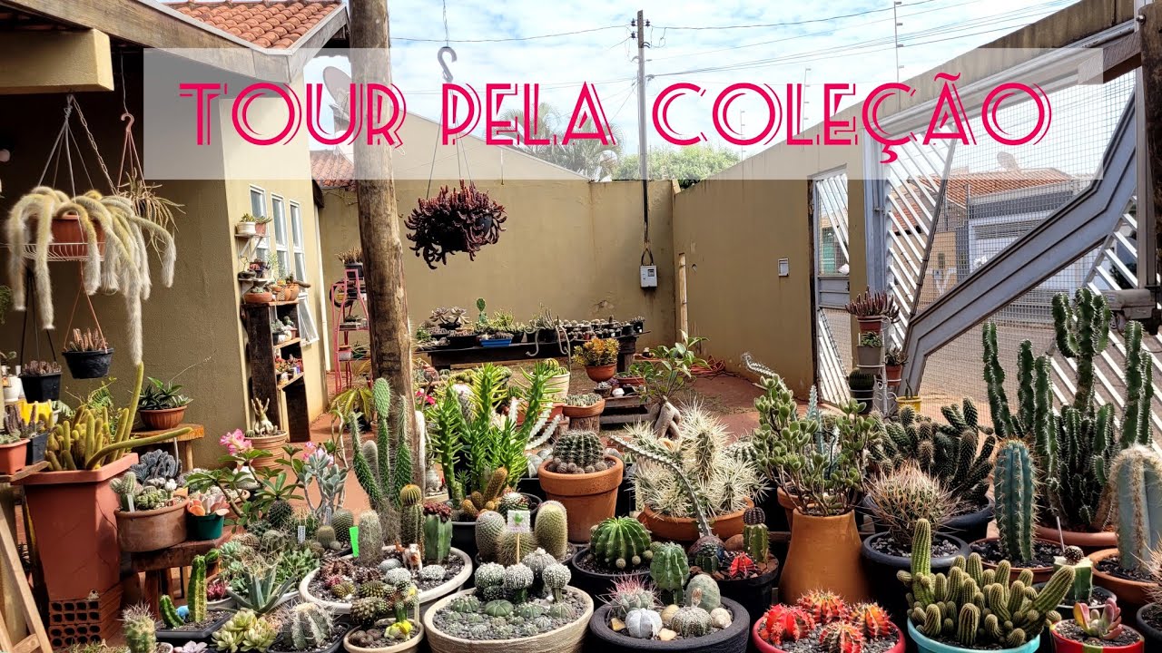 TOUR PELA COLEÇÃO, Atualizações 💚🌵#cactosesuculentas #cactus