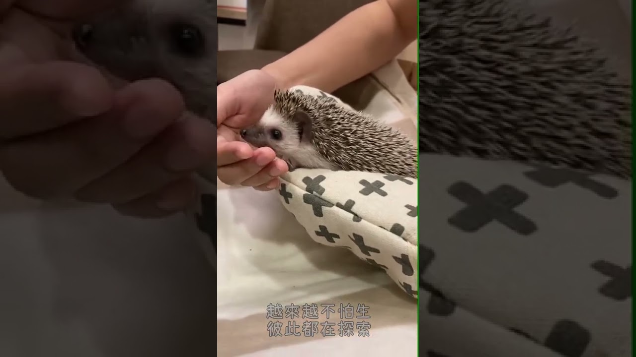 5分鐘搞定刺蝟炸刺