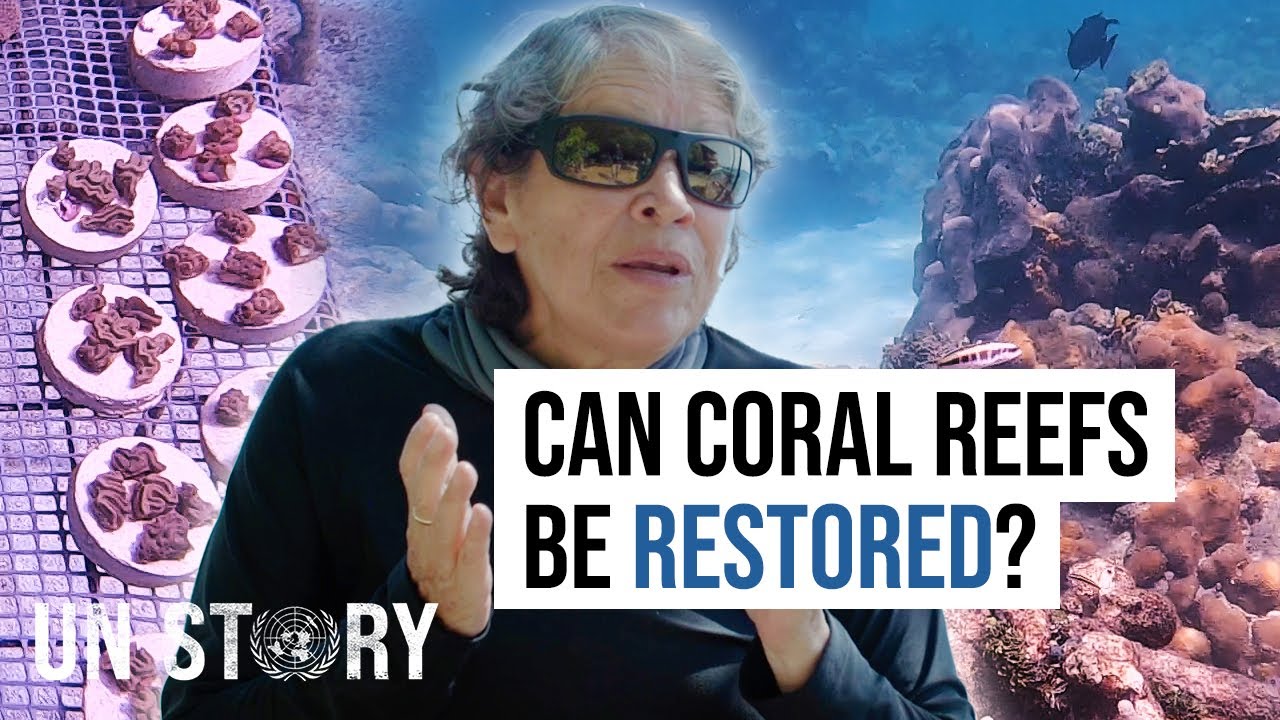 The Largest Ocean Reef Restoration Project in the Americas | UN Story