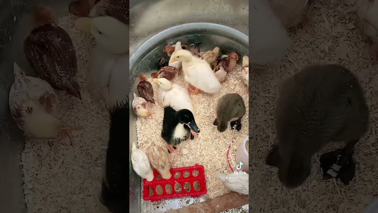Update the ducks are growing faster