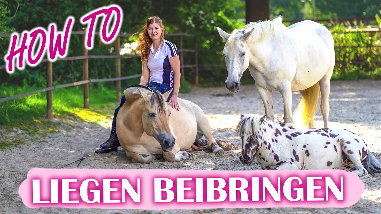HOW TO I Wie bringe ich meinen Pferden das Liegen bei? @jana_horsemanship