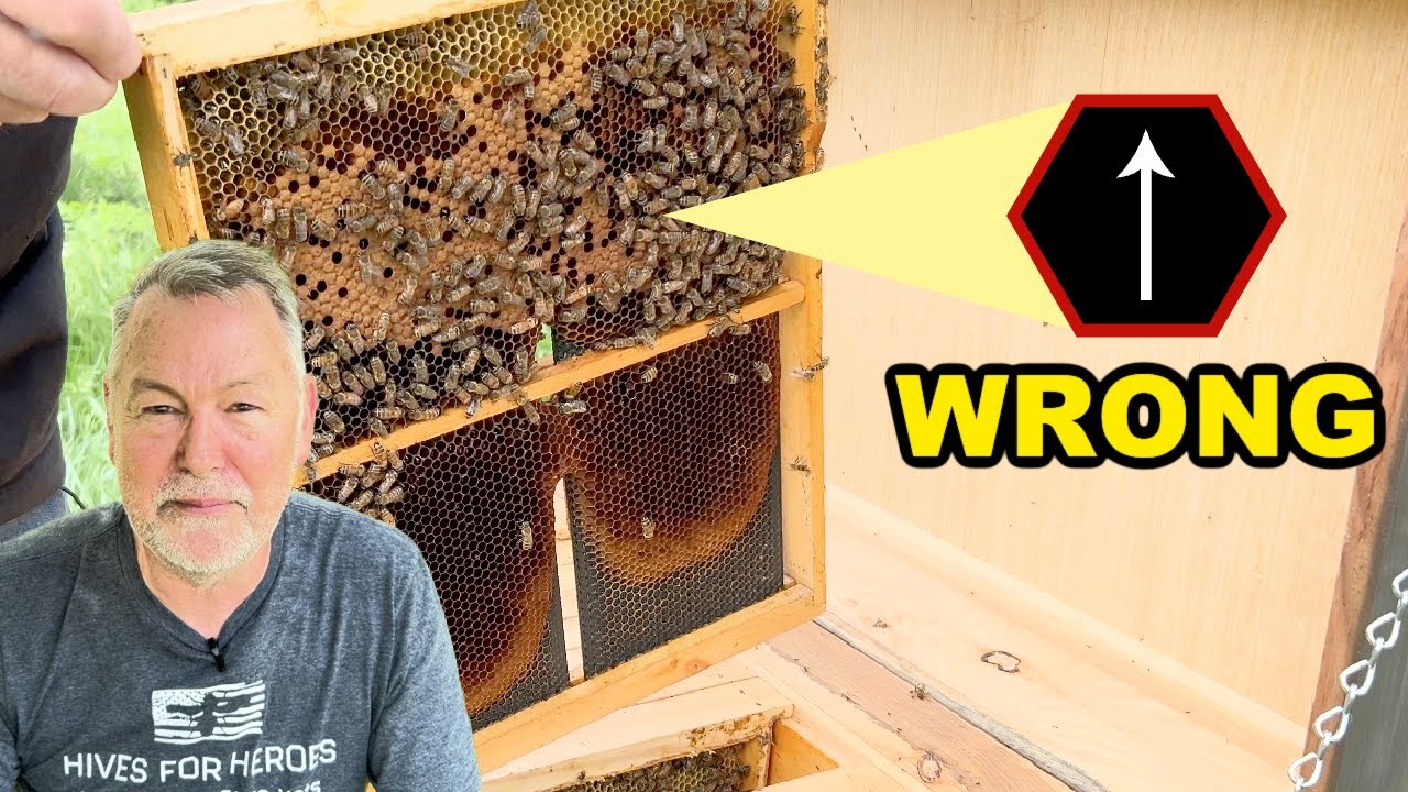 Beekeeping Inspection Of An Overwintered Layens Hive