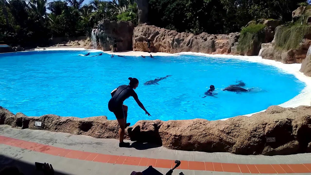 Loro Park Tenerife - Dolphin show #2 FHD