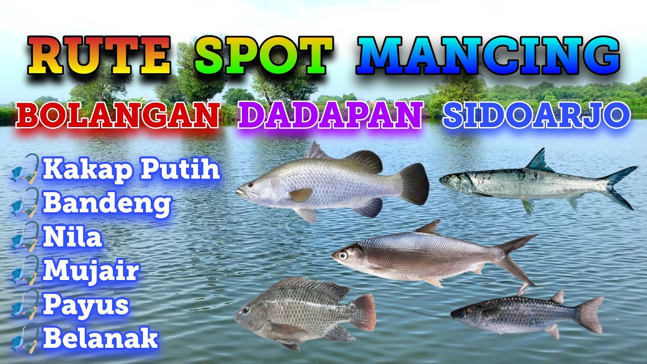 RUTE SPOT MANCING BOLANGAN DADAPAN SIDOARJO TERBARU