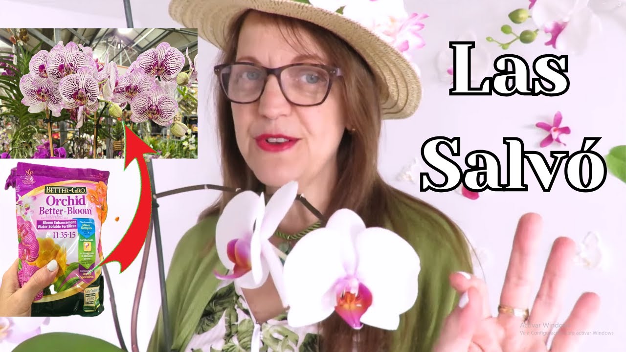 Por qué SE CAEN los BOTONES florales de las orquídeas y COMO EVITAR que se sequen y abran #534