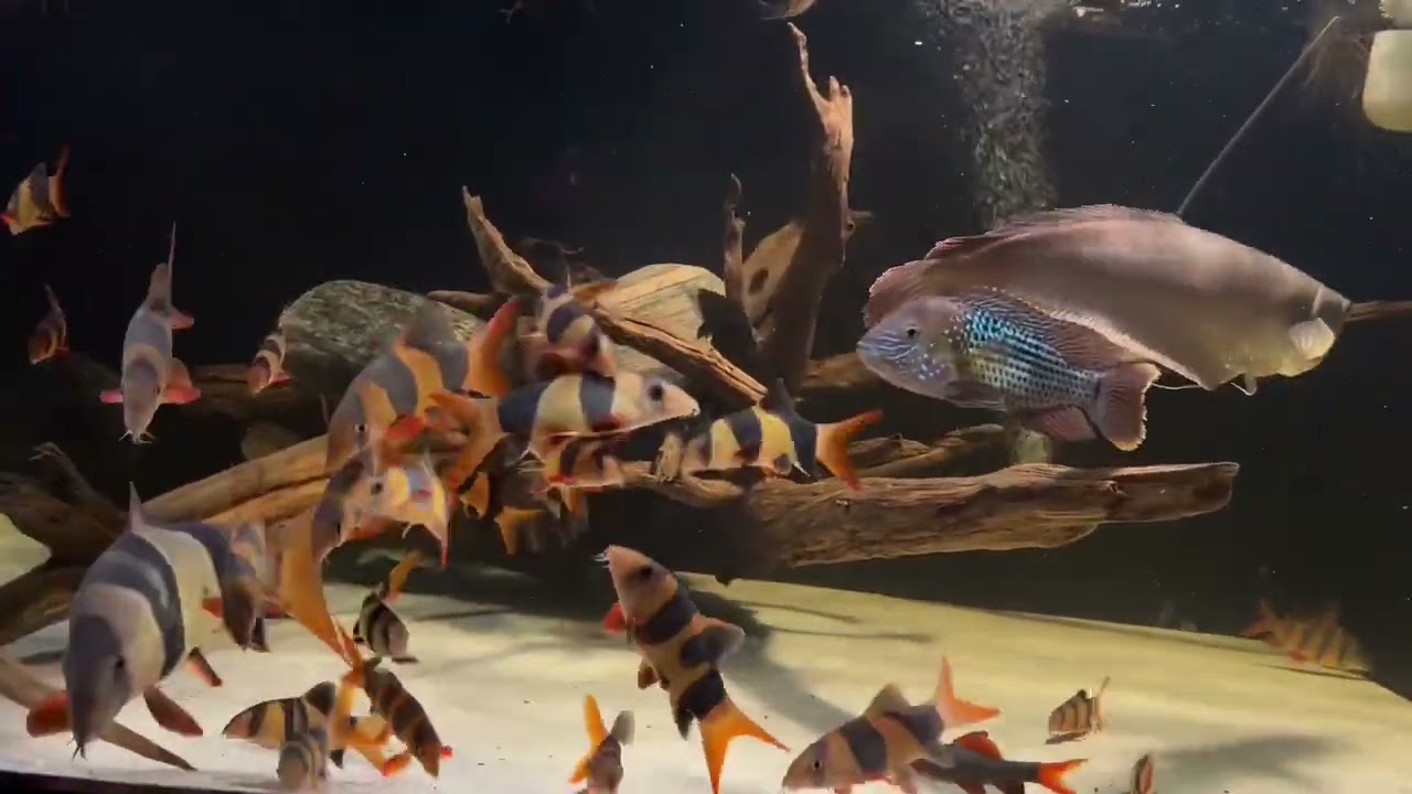 Crown loach (organism classification) with arowana and cichlids