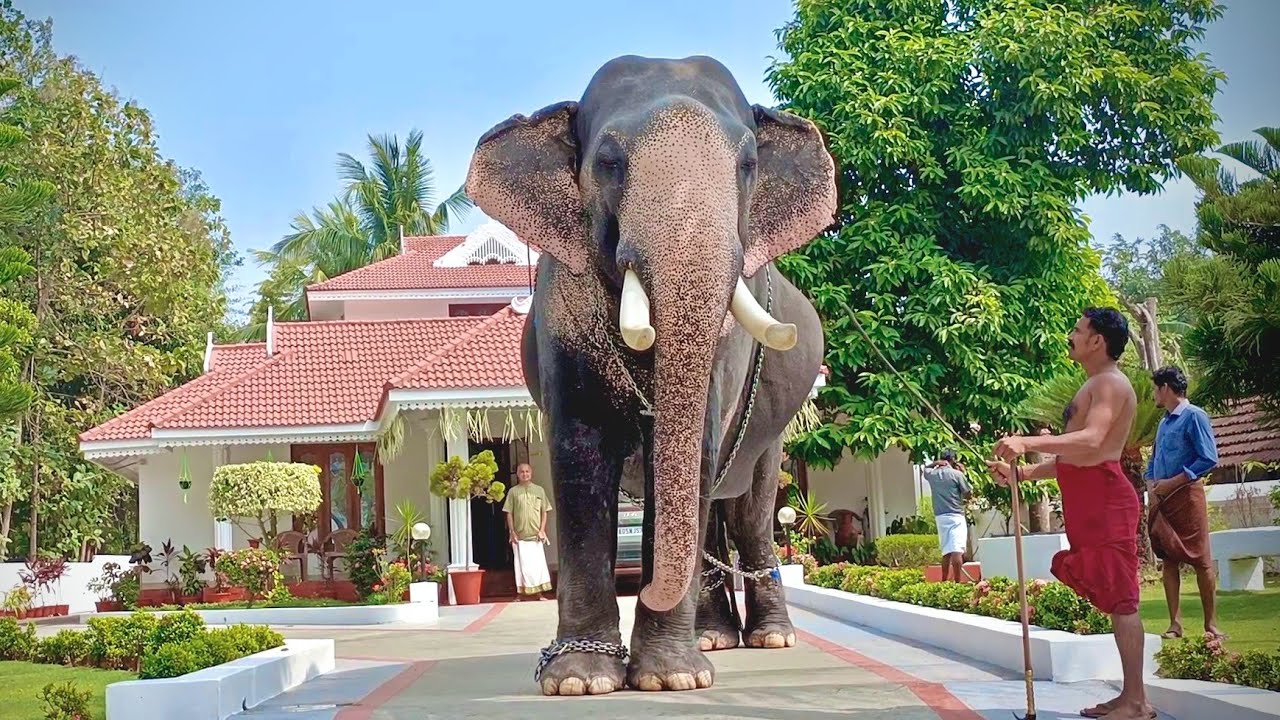 പരിമണം വിഷ്ണു || Parimanam Vishnu Elephant