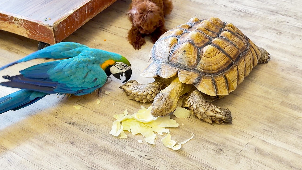 Baron the parrot feeds his turtle. Попугай Барон кормит свою черепаху.