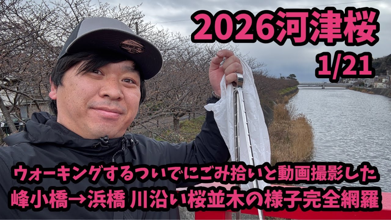 【2026河津桜】 1/21 河津川桜並木沿い ゴミ拾い　最新開花予測 河津桜まつり