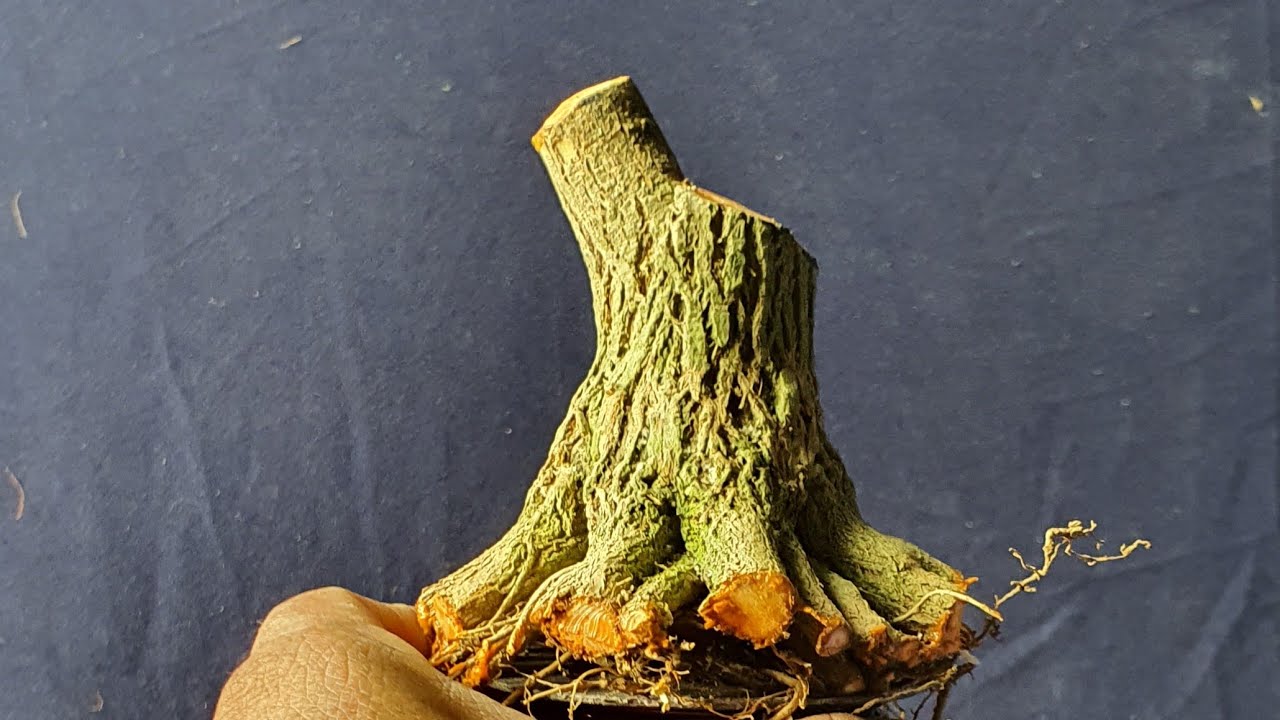 Chia sẻ tổng hợp cách cắt cây bài và cây thiên nhiên