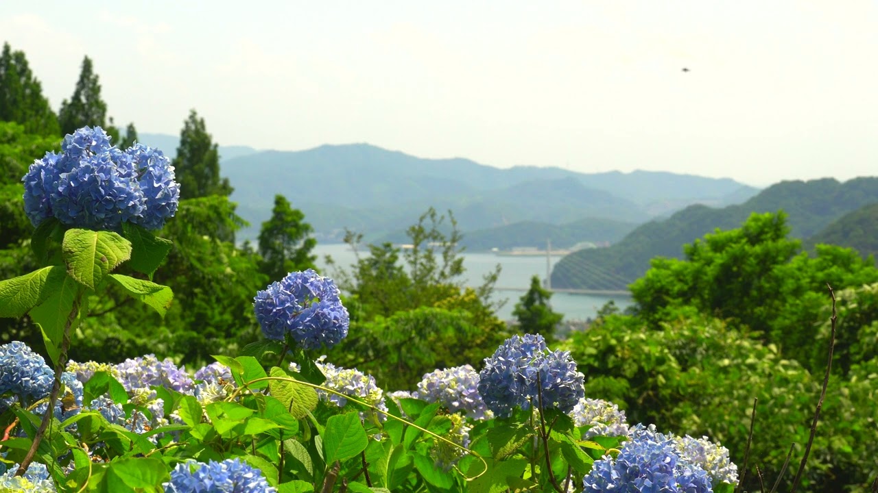 海が見える紫陽花の花