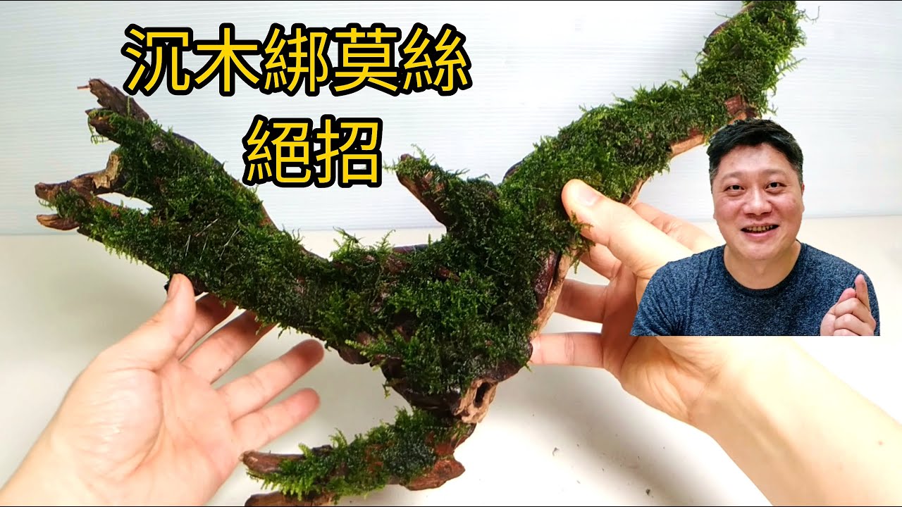 沉木綁莫絲技法大公開 水族新手必看 荷蘭式水草造景 How tide the moss on drift wood in dutch style aquascape  aquarium