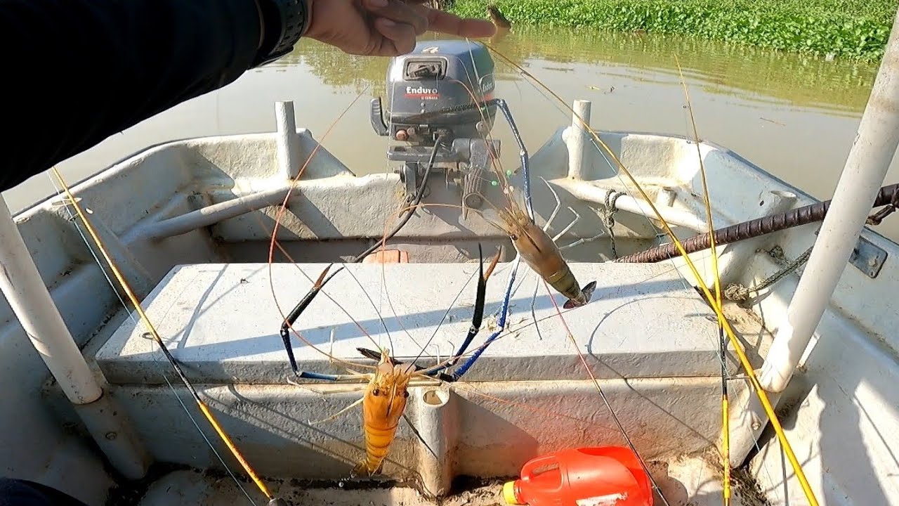 Perambut udang terbaik buat udang galah