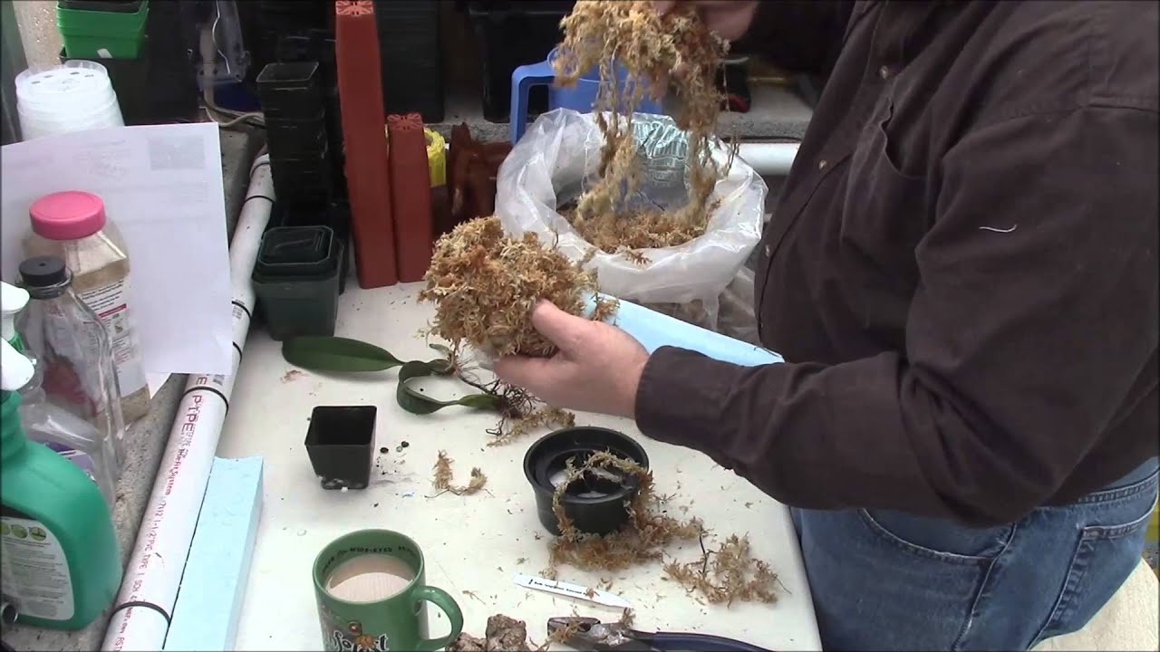 How To Use Styrofoam To Make A Mount For Orchids