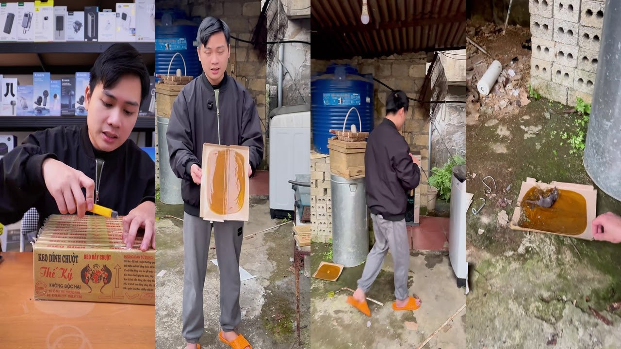 REVIEW KEO DÍNH CHUỘT THẾ KỶ SIÊU BÁM DÍNH HIỆU QUẢ CAO