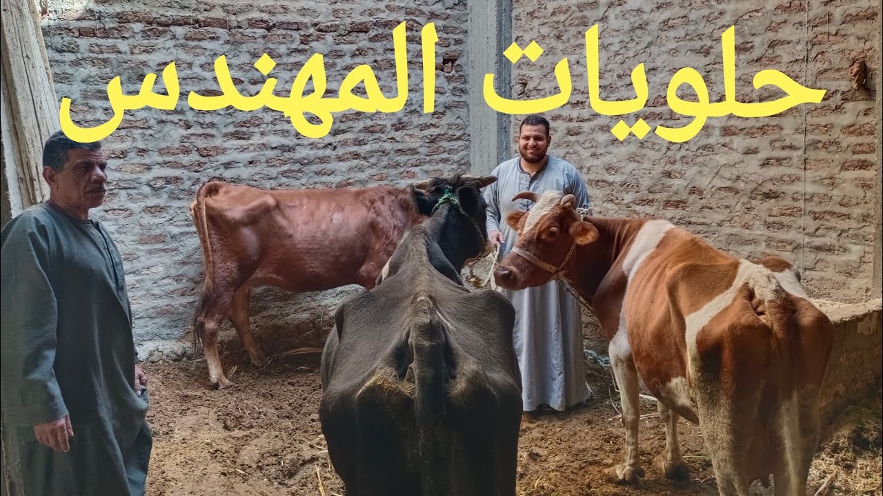 بقر والد وعشر وحلاب بأجمل الأسعار من المهندس صباحكم كلو رزق ٢٥/ ١/ ٢٠٢٦م