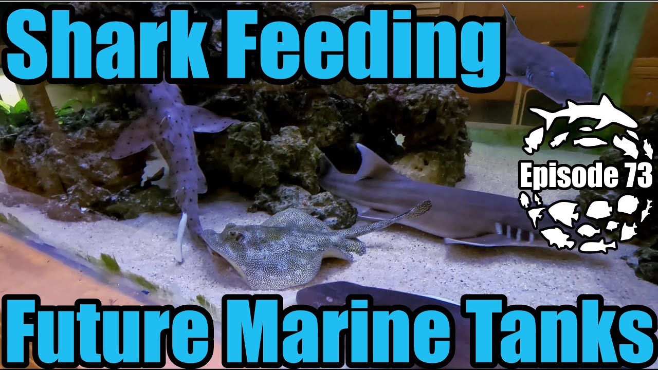 Shark Feeding! Future of my Saltwater Aquariums!