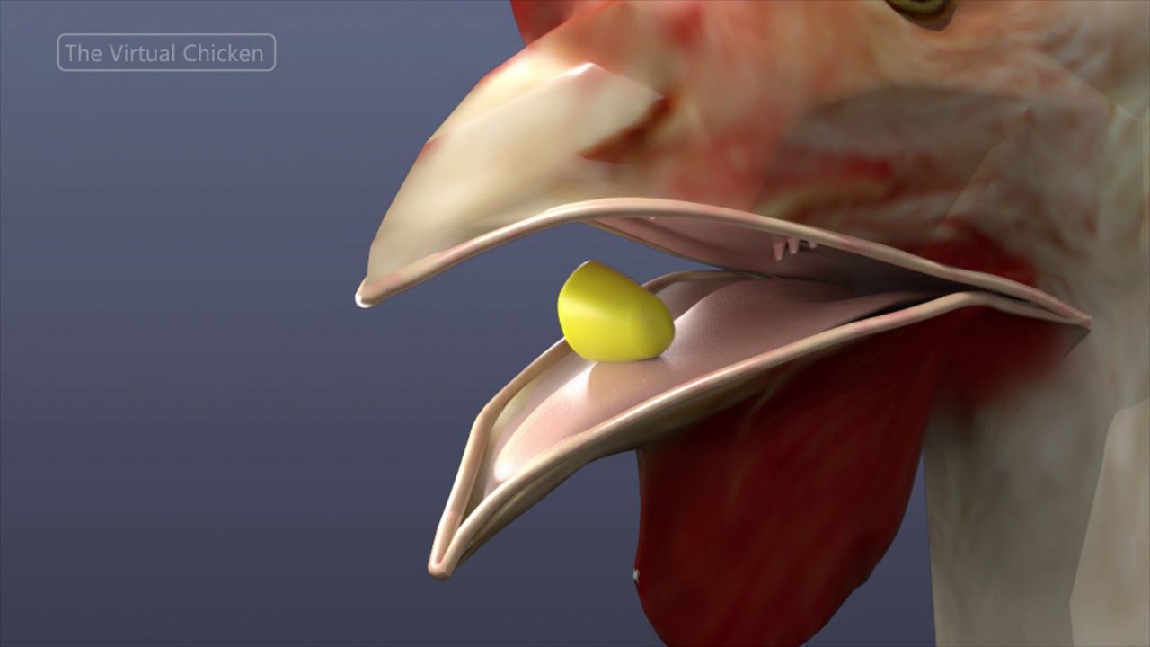 Virtual Chicken:  The Mouth