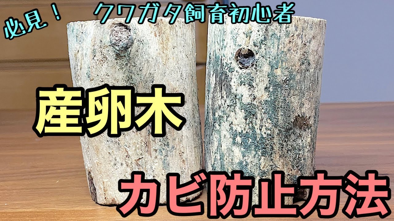 【バクテリア材】の作り方