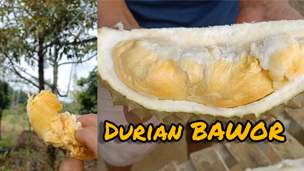 Buah Durian Bawor Jatuhan Langsung DiSantap