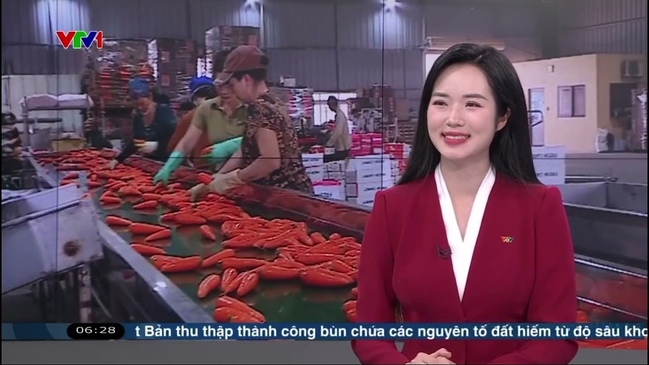 [BẢN FULL] THỨC GIẤC VỚI MÙA VÀNG TÌM HIỂU BÍ QUYẾT ĐƯA CÀ RỐT BẮC NINH VƯƠN RA THỊ TRƯỜNG XUẤT KHẨU