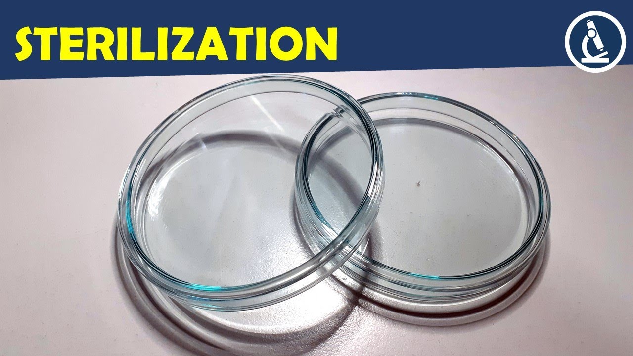 🔬 How to sterilize equipment such as petri dishes | Amateur Microscopy
