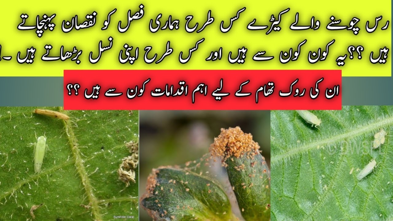 Sucking Insects | How many types of Socking Insects |Thrips,Whitefly,Jassid,Aphid,Mites| Agriculture