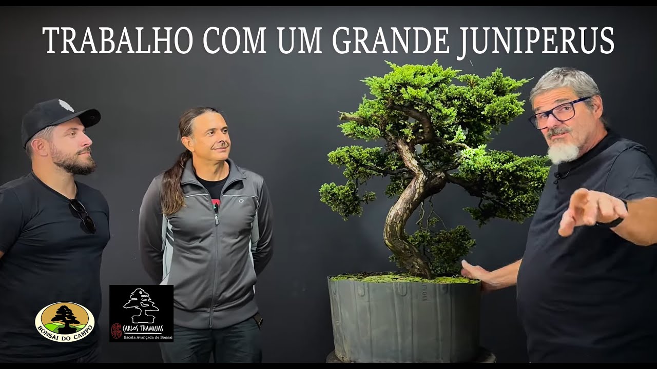 TRABALHO COM UM GRANDE JUNIPERUS.