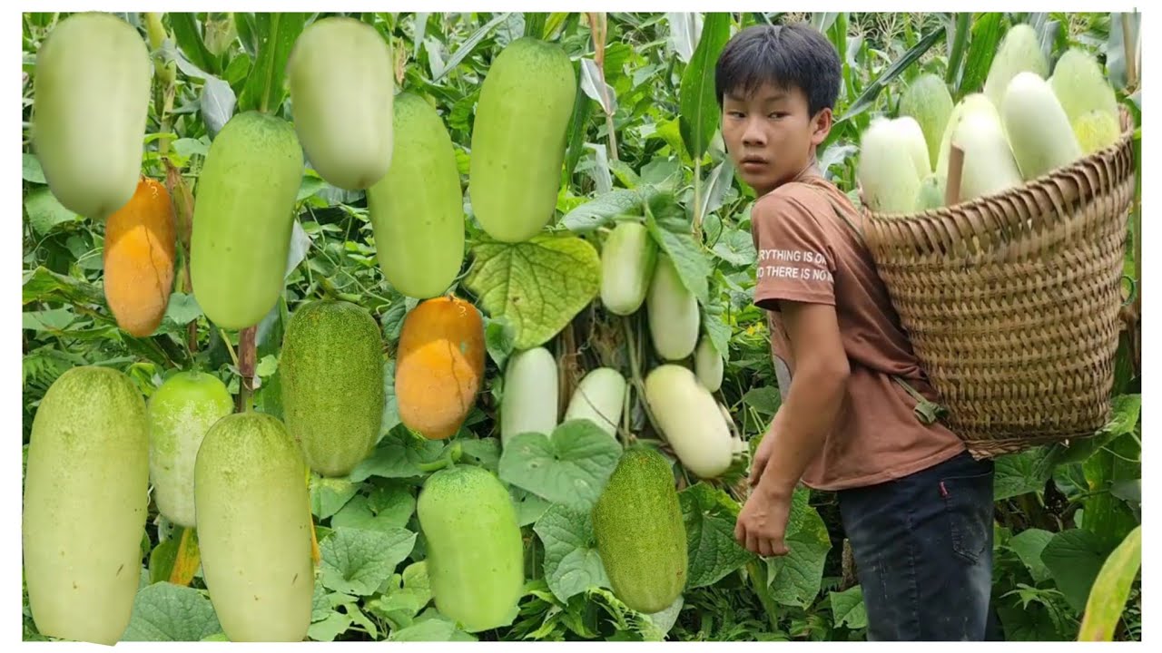 The skills and techniques of a poor boy harvesting melons in the mountain fields.