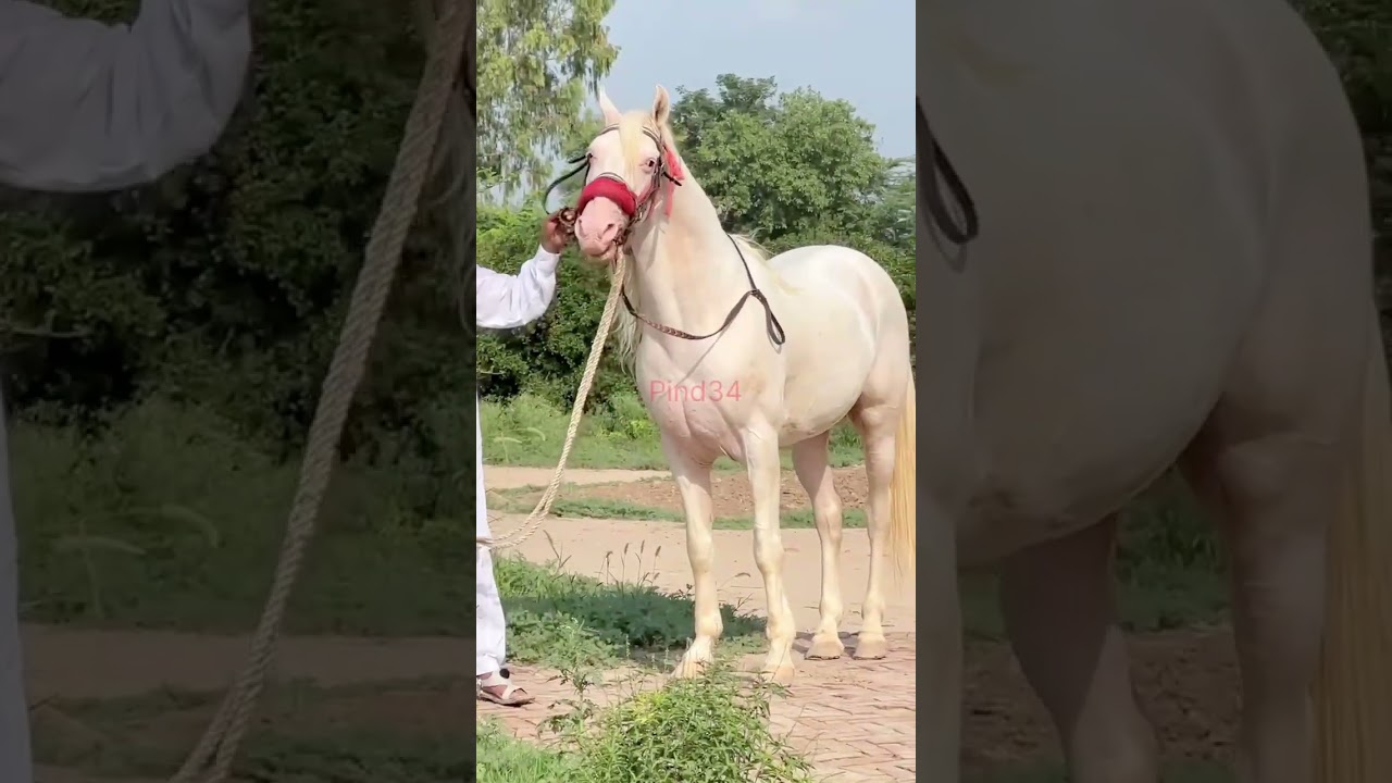 Baral line 63 inch Nukra breeder Ghoda #ubstudfarm #horse #horseriding