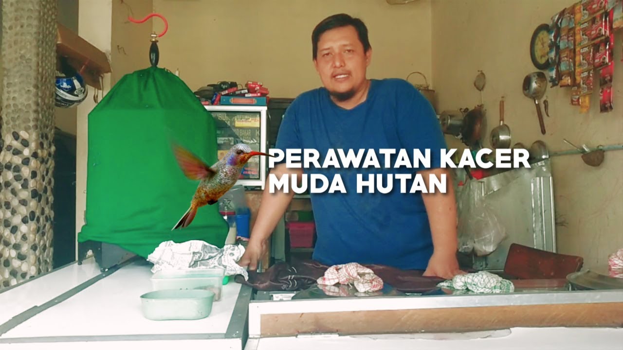 Cara Perawatan Kacer Muda Hutan Part 1